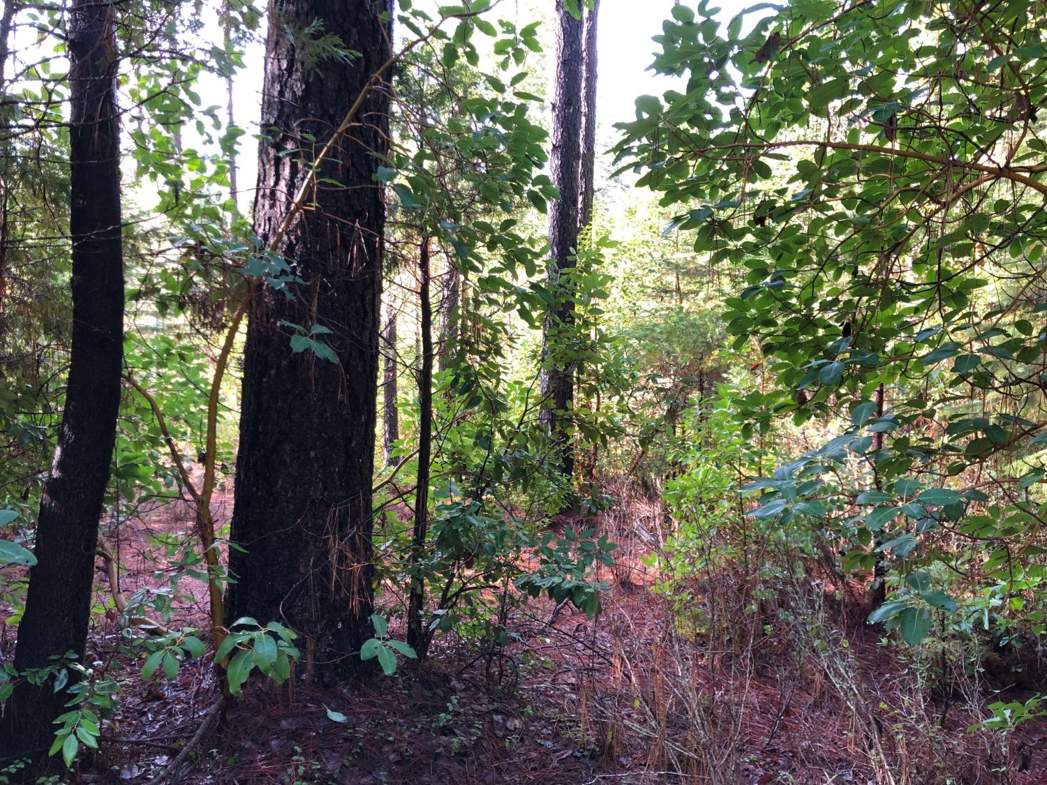 0 Whispering Pines Challenge, CA 95925 - Photo 15 of 22 a view of a garden with plants and trees