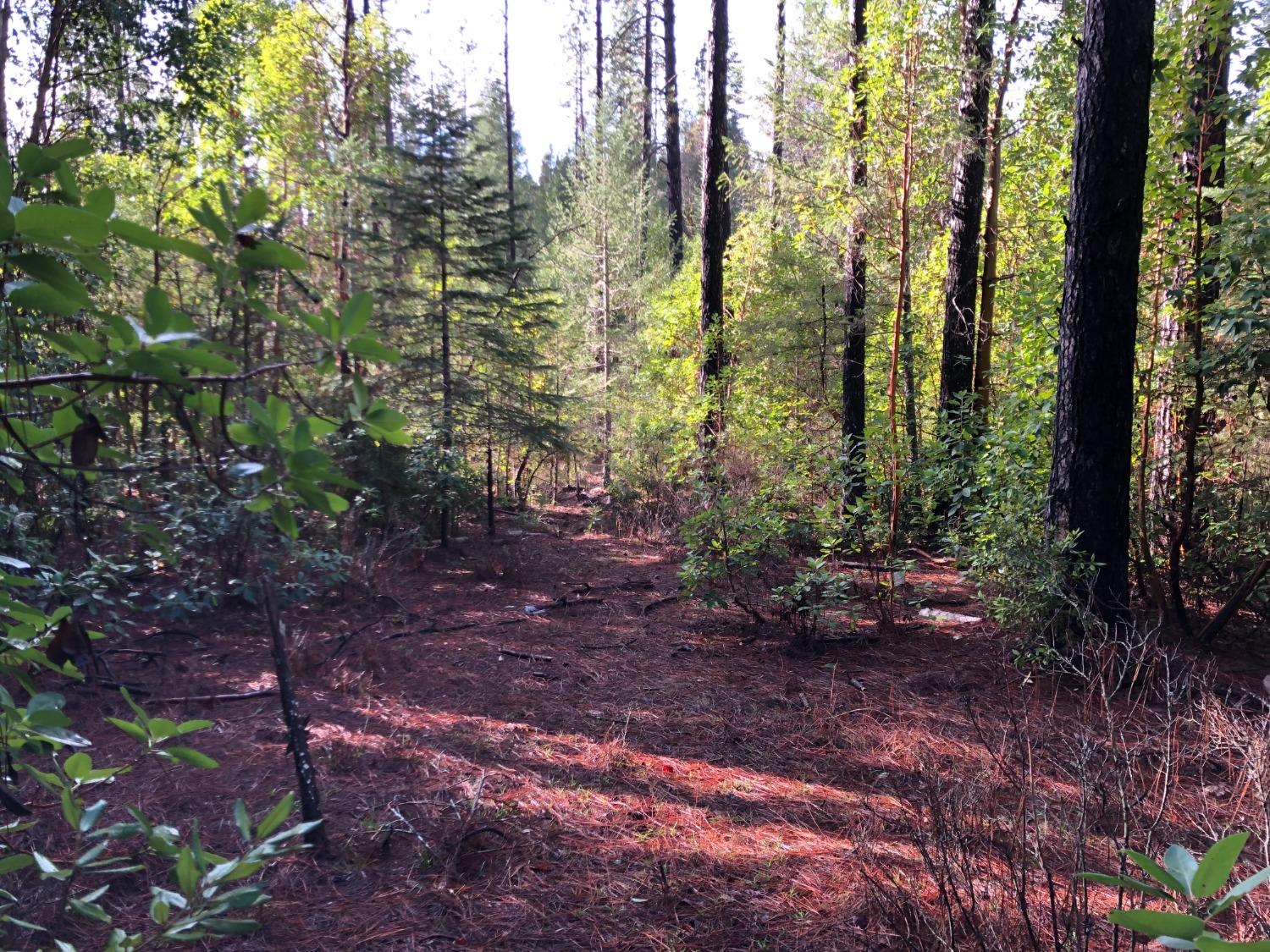 0 Whispering Pines Challenge, CA 95925 - Photo 16 of 22 a view of a forest that has large trees