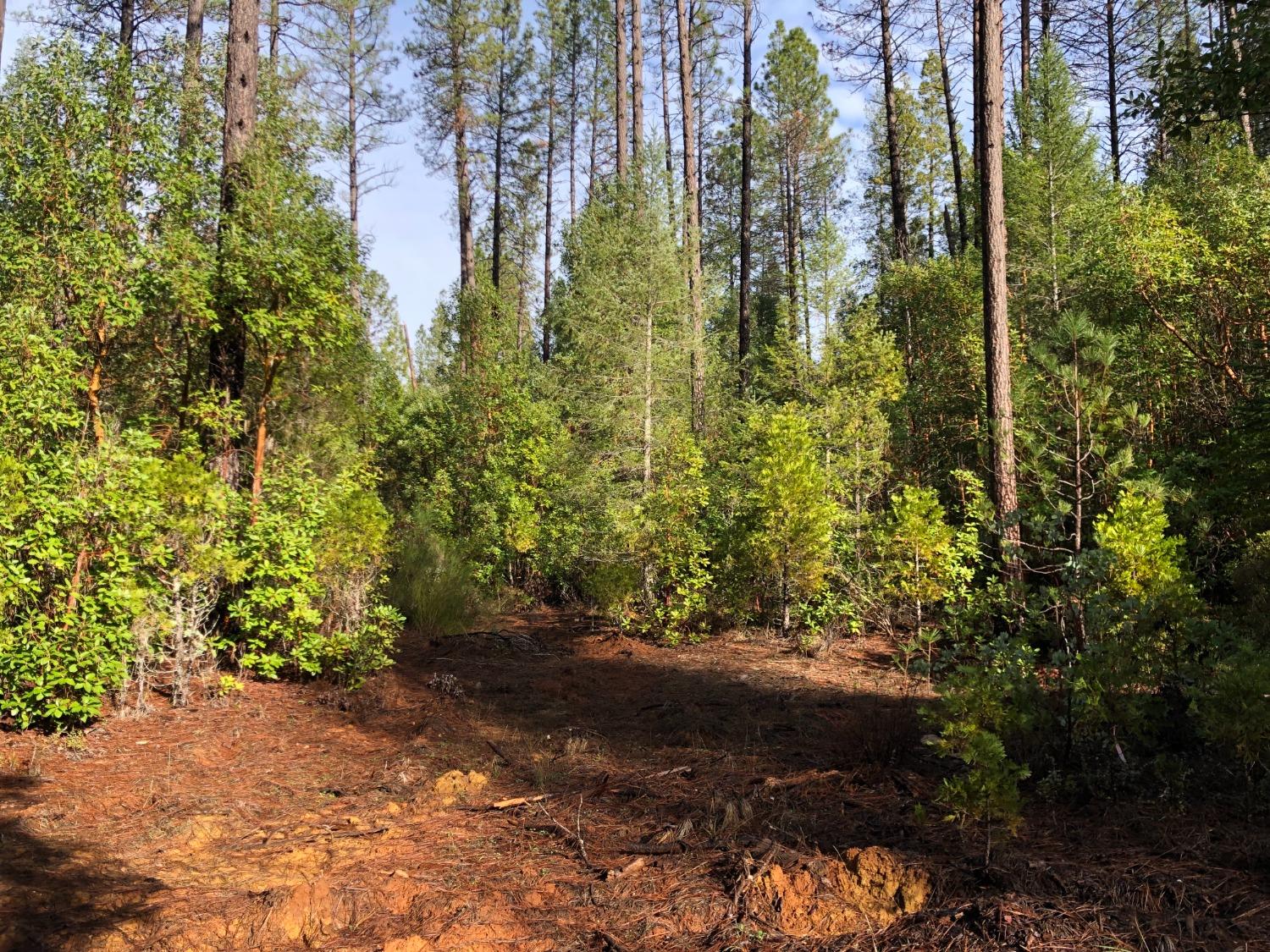 0 Whispering Pines Challenge, CA 95925 - Photo 17 of 22 a view of a yard with plants and large trees