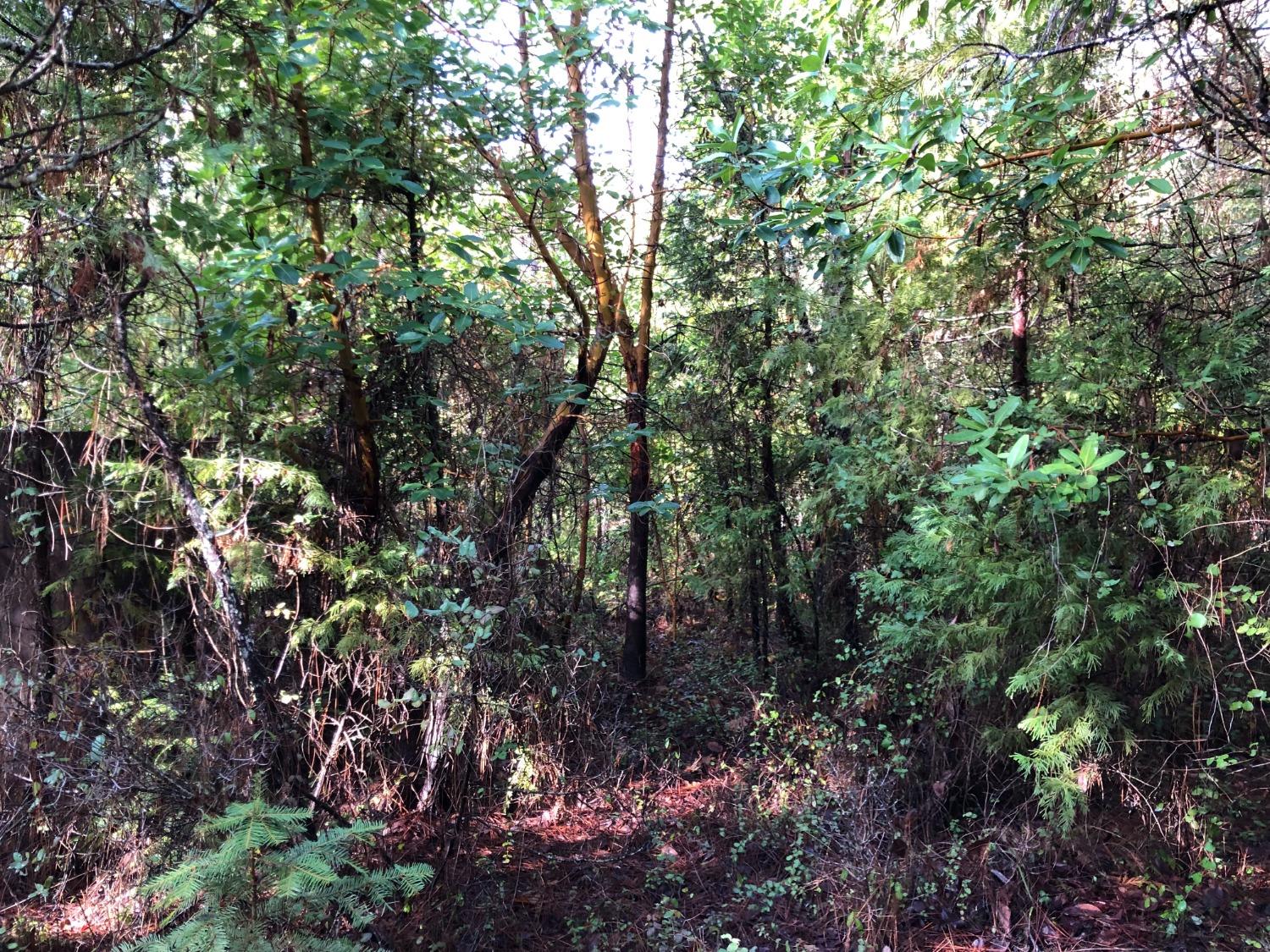 0 Whispering Pines Challenge, CA 95925 - Photo 19 of 22 a view of a tree