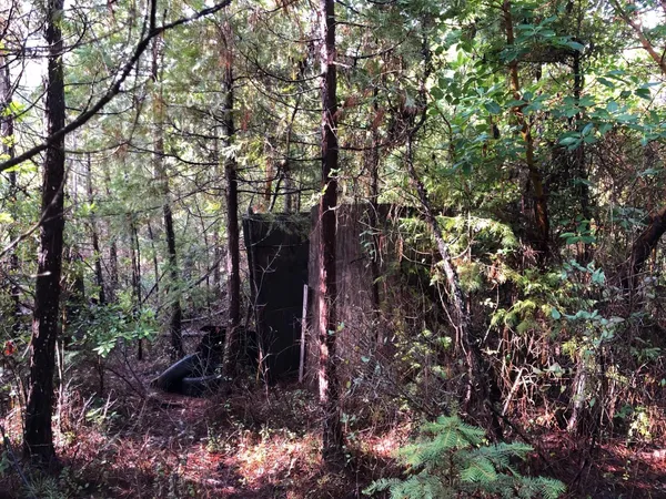 a picture of a tree