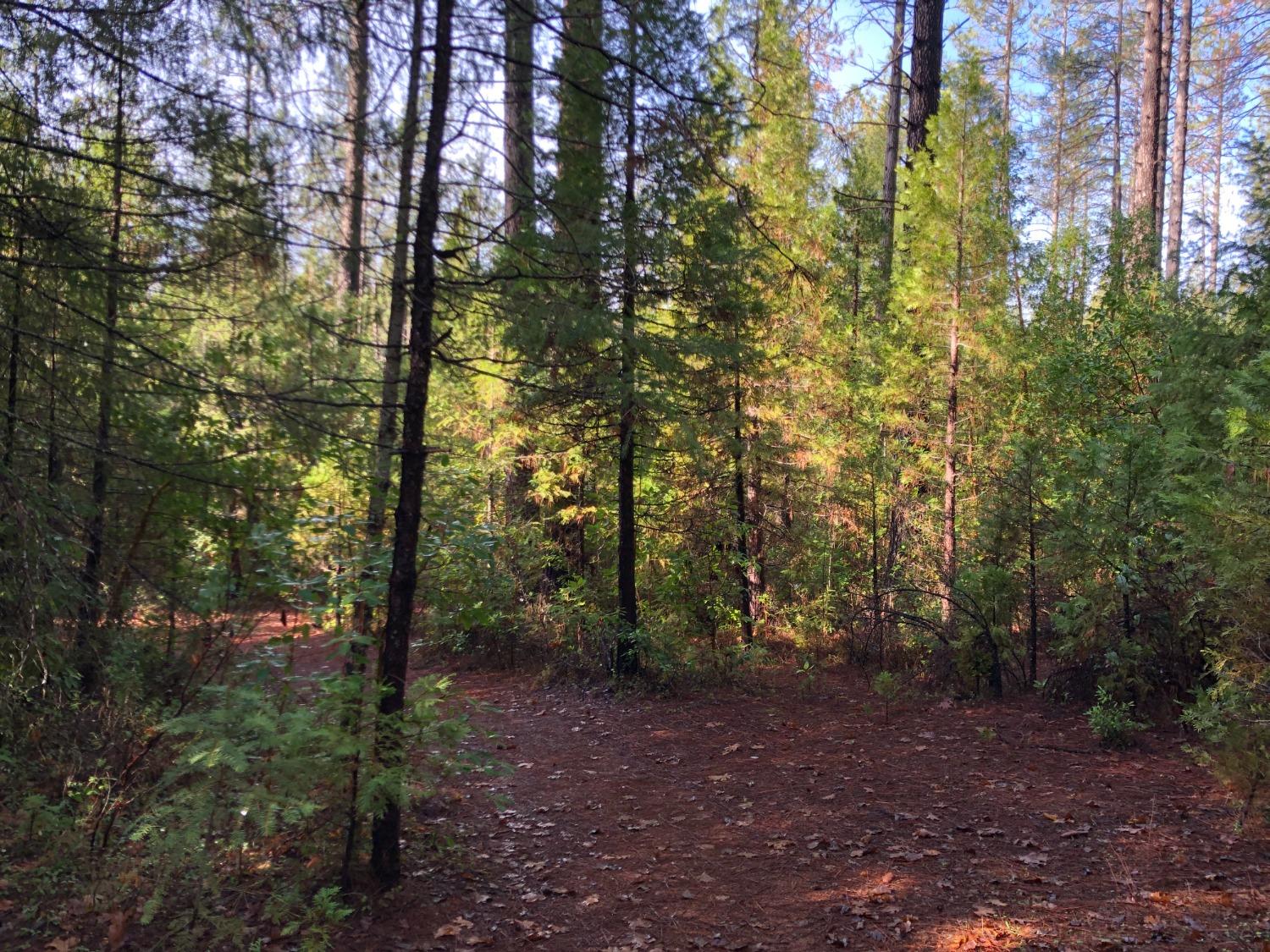 0 Whispering Pines Challenge, CA 95925 - Photo 2 of 22 a view of a forest with trees