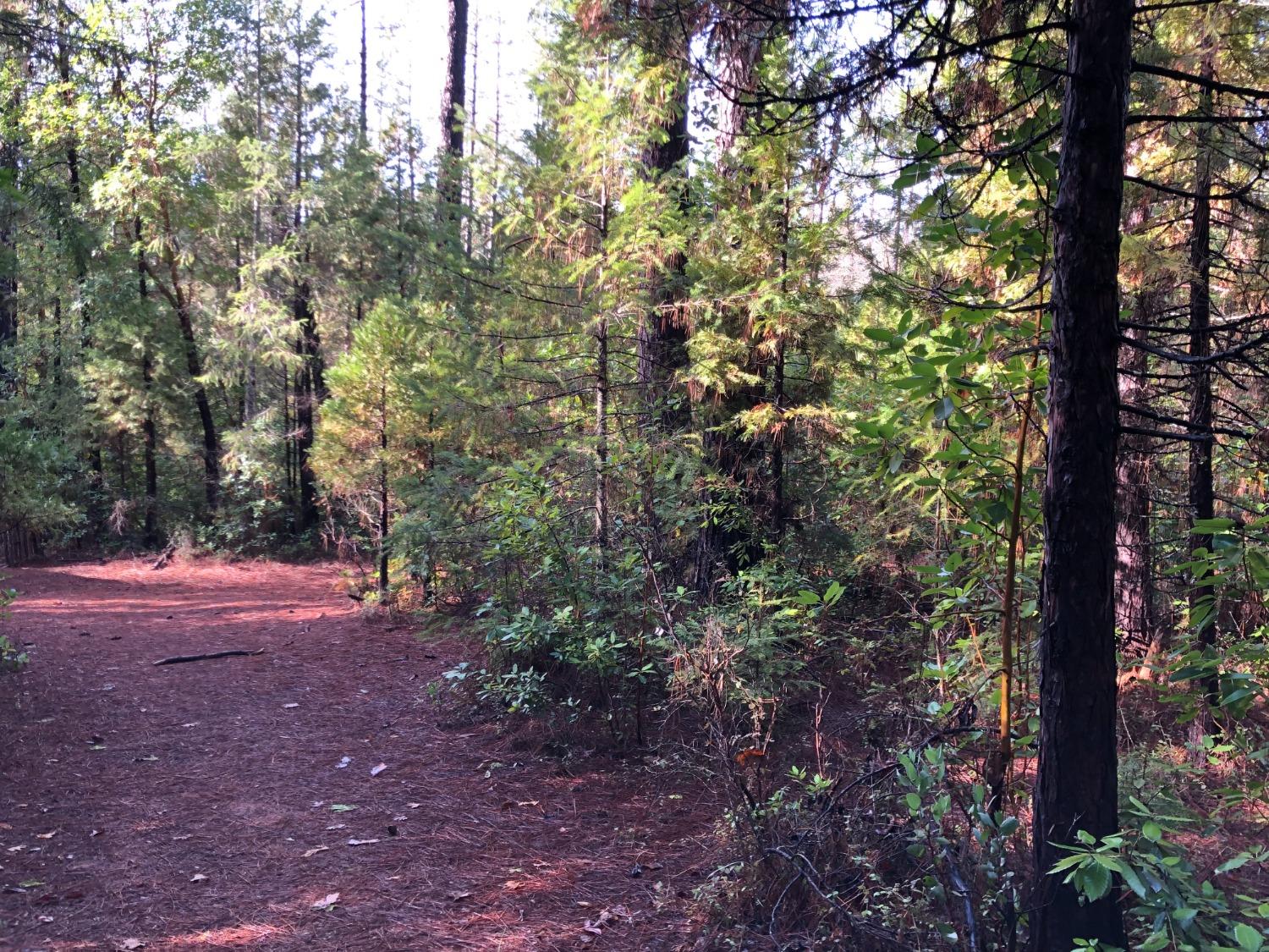 0 Whispering Pines Challenge, CA 95925 - Photo 3 of 22 a view of a forest