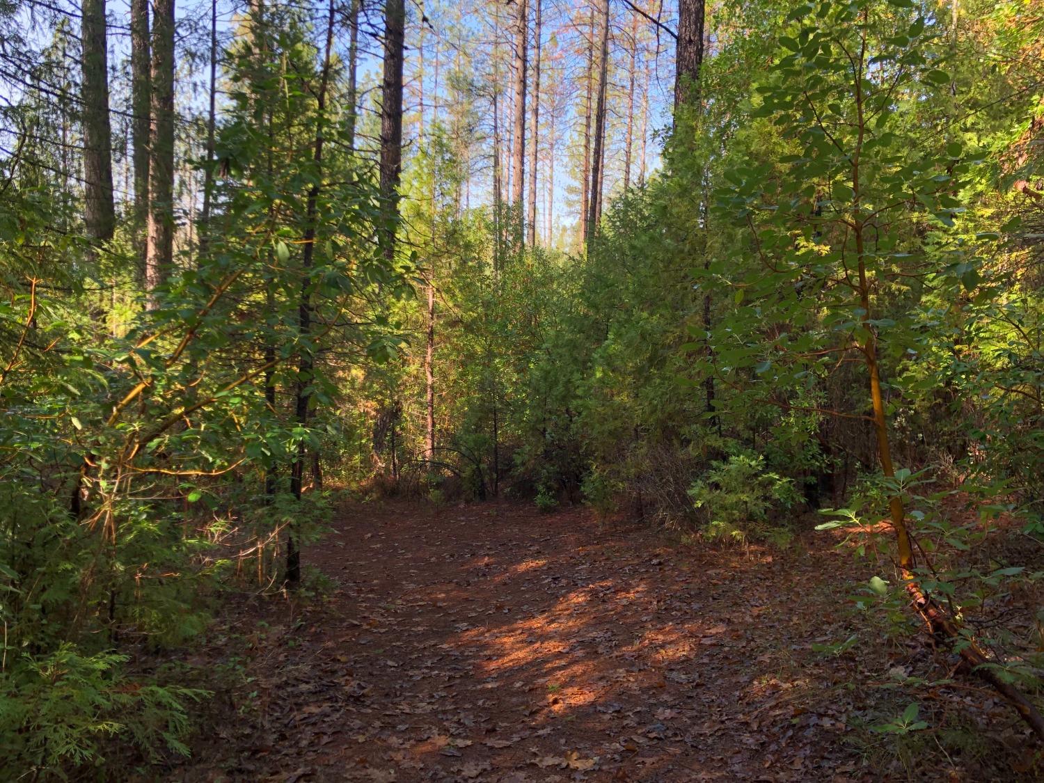0 Whispering Pines Challenge, CA 95925 - Photo 4 of 22 a view of a forest with trees in front of it