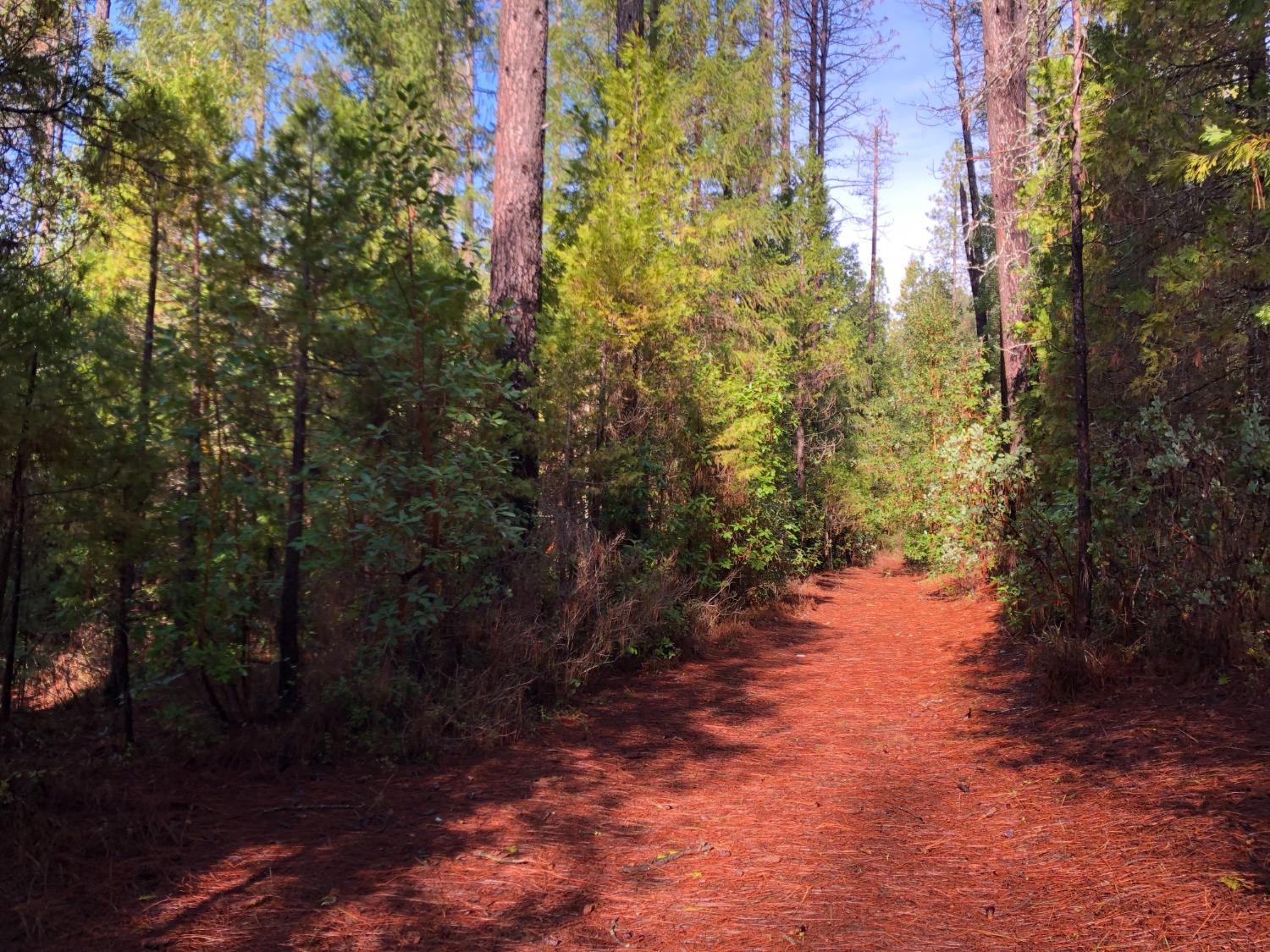 0 Whispering Pines Challenge, CA 95925 - Photo 6 of 22 a view of a pathway both side of yard