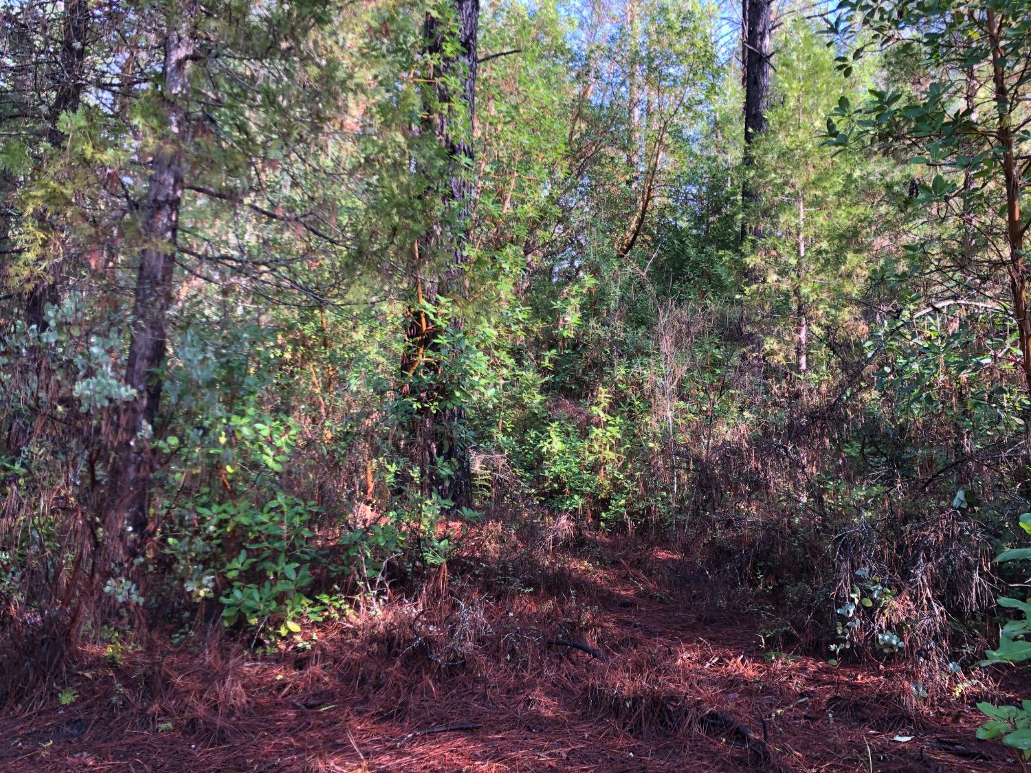 0 Whispering Pines Challenge, CA 95925 - Photo 7 of 22 a view of a large yard with lots of green space