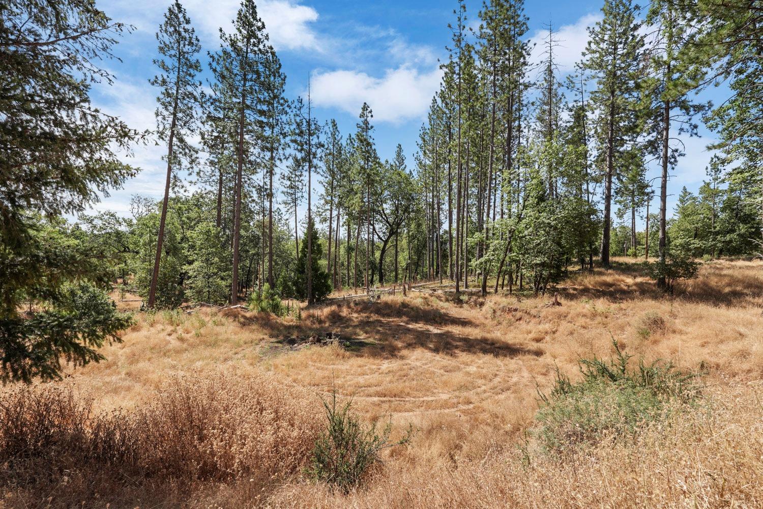402 Rabbit's Foot Road West Point, CA 95255 - Photo 38 of 65 a view of a yard with trees