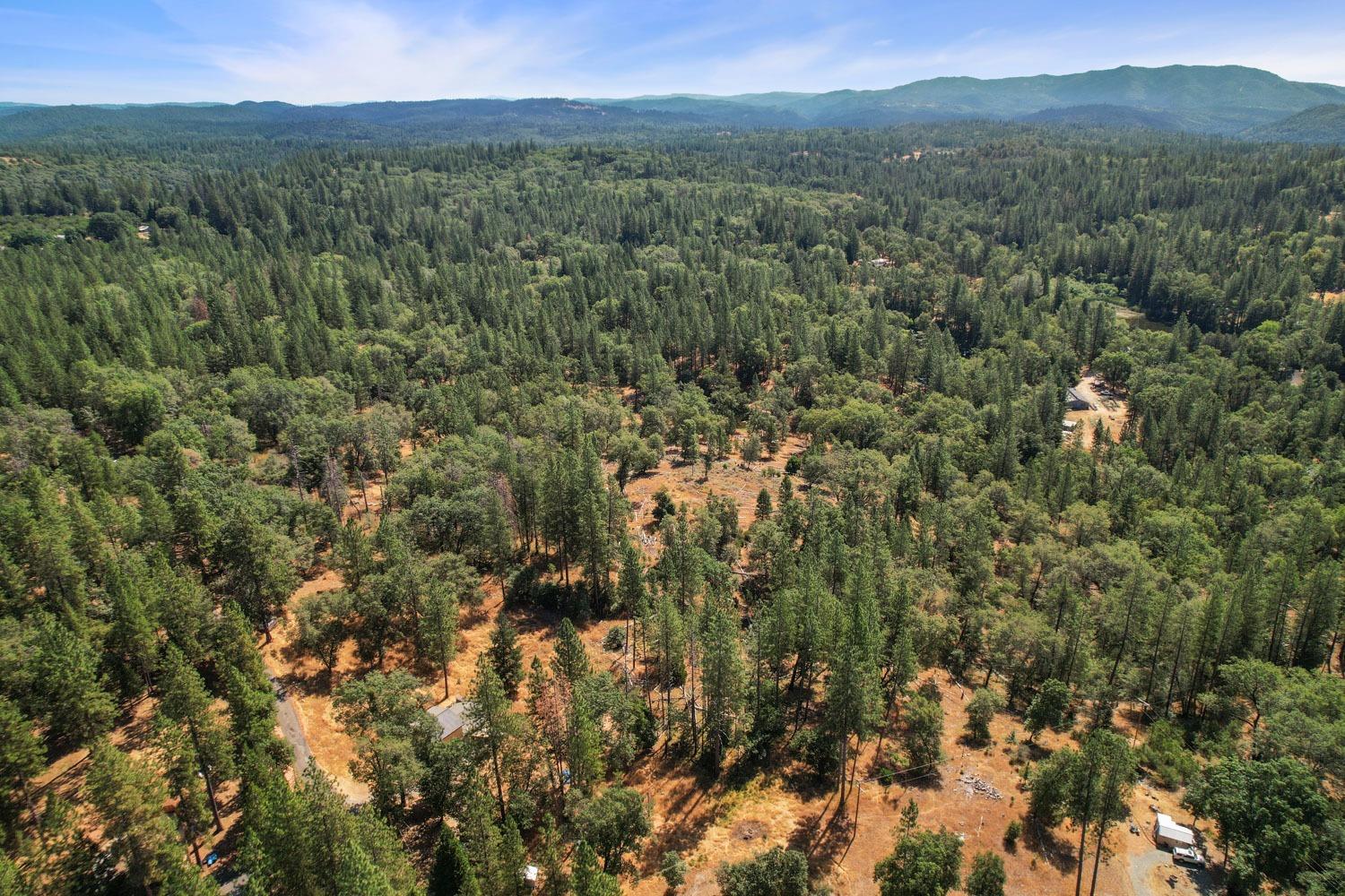 402 Rabbit's Foot Road West Point, CA 95255 - Photo 53 of 65 a view of a lush green forest with lush green forest