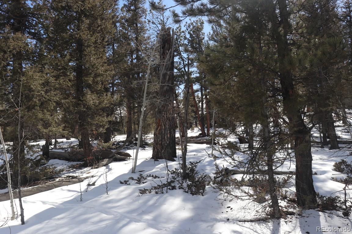 2120 Bellows Road Hartsel, CO 80449 - Photo 11 of 17 a view of road with trees