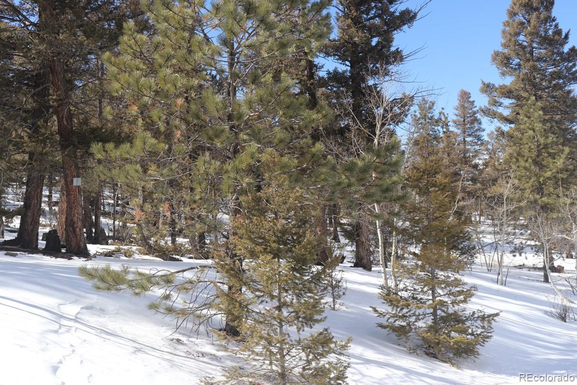 2120 Bellows Road Hartsel, CO 80449 - Photo 14 of 17 a view of road and trees