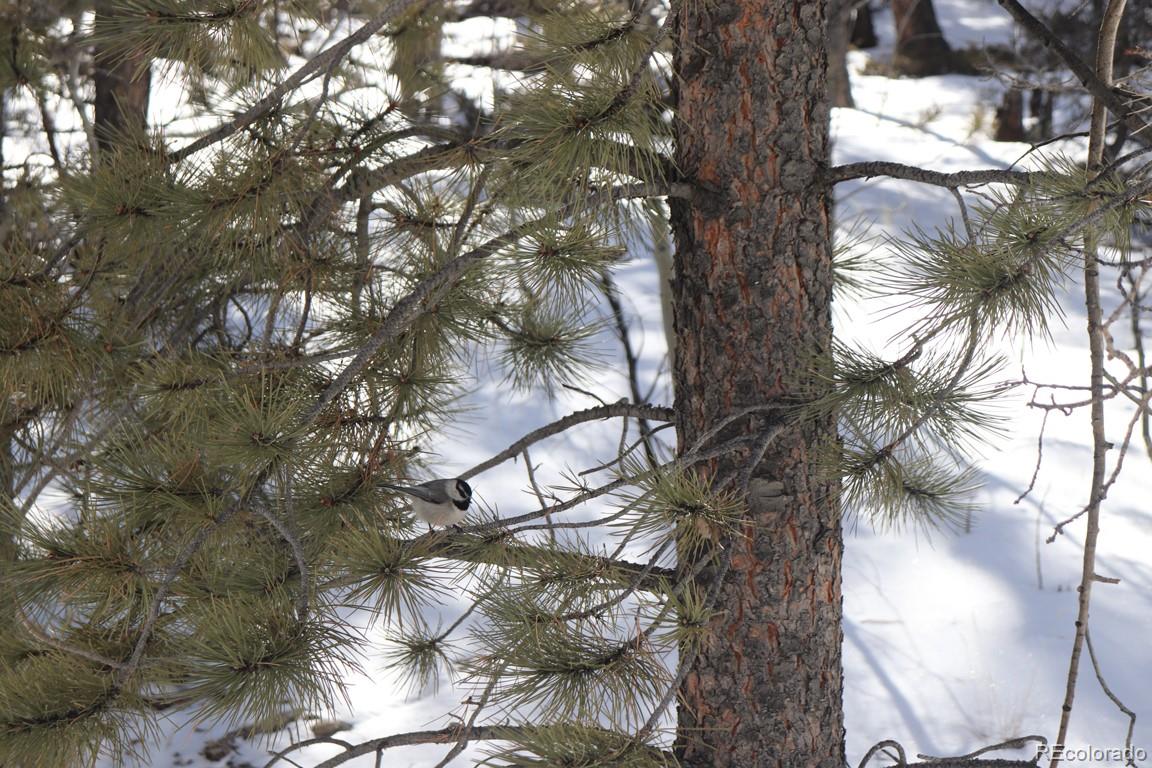 2120 Bellows Road Hartsel, CO 80449 - Photo 17 of 17 a picture of tree