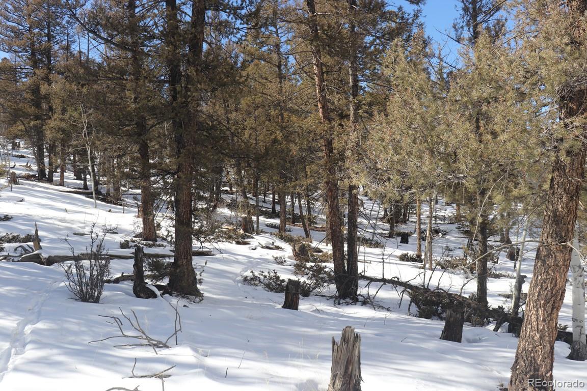 2120 Bellows Road Hartsel, CO 80449 - Photo 8 of 17 a outdoor space with lots of trees