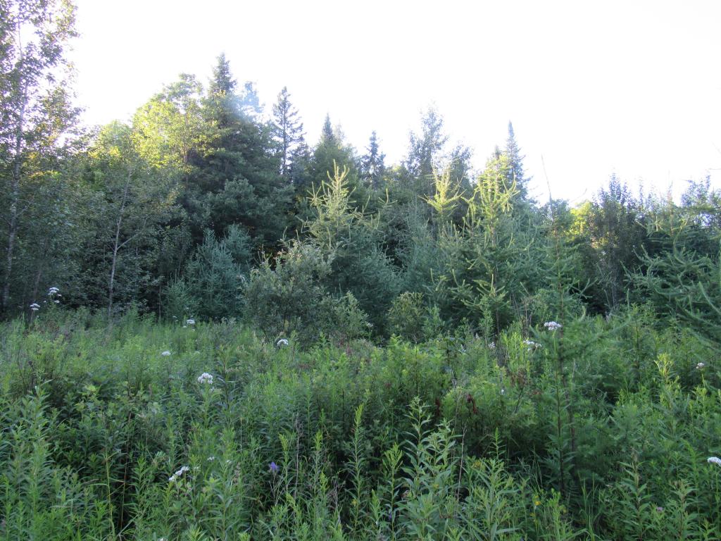 7200 Willoughby Ridge Road Sutton, VT 05867 - Photo 5 of 10 Gallery Image 5