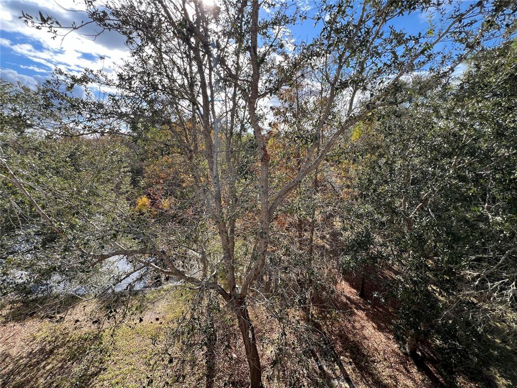 7350 Black Walnut Way Lakewood Ranch, FL 34202 - Photo 51 of 52 a view of a yard with a tree