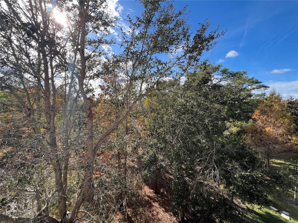 7350 Black Walnut Way Lakewood Ranch, FL 34202 - Photo 52 of 52 a view of a tree in a yard
