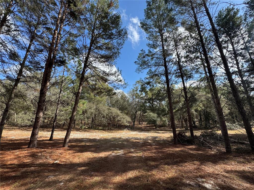 Southwest 70th Terrace Bushnell, FL 33513 - Photo 4 of 6