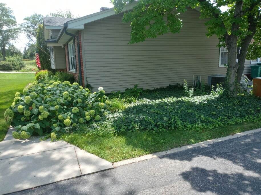 S528 Finley Road Lombard, IL 60148 - Photo 2 of 28 a view of a backyard with plants