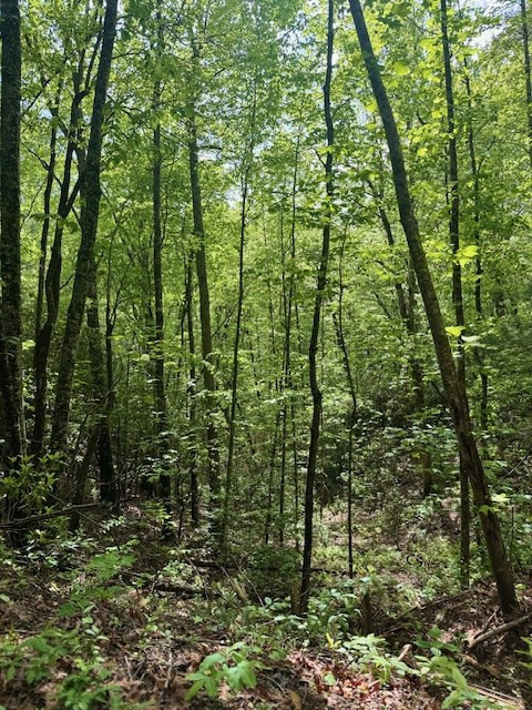 0 Tyler Lane Marble, NC 28905 - Photo 8 of 31