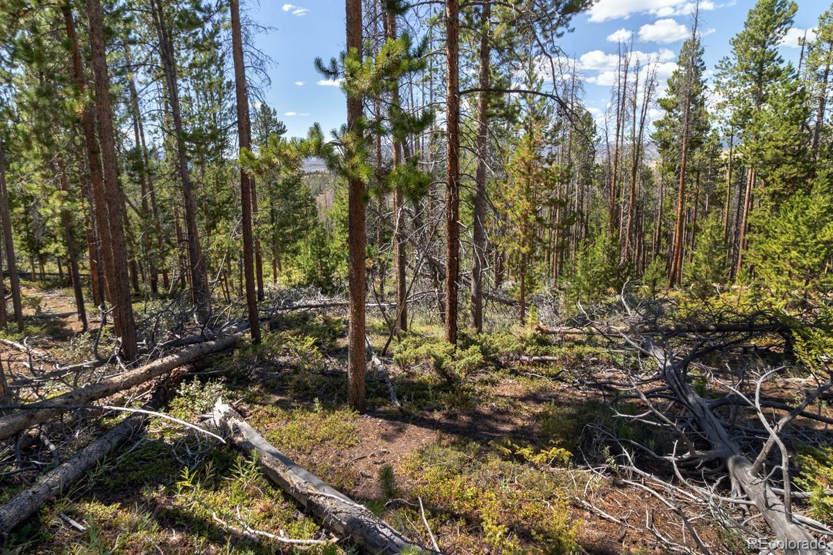 Academy Heights Granby, CO 80446 - Photo 5 of 9 a view of forest