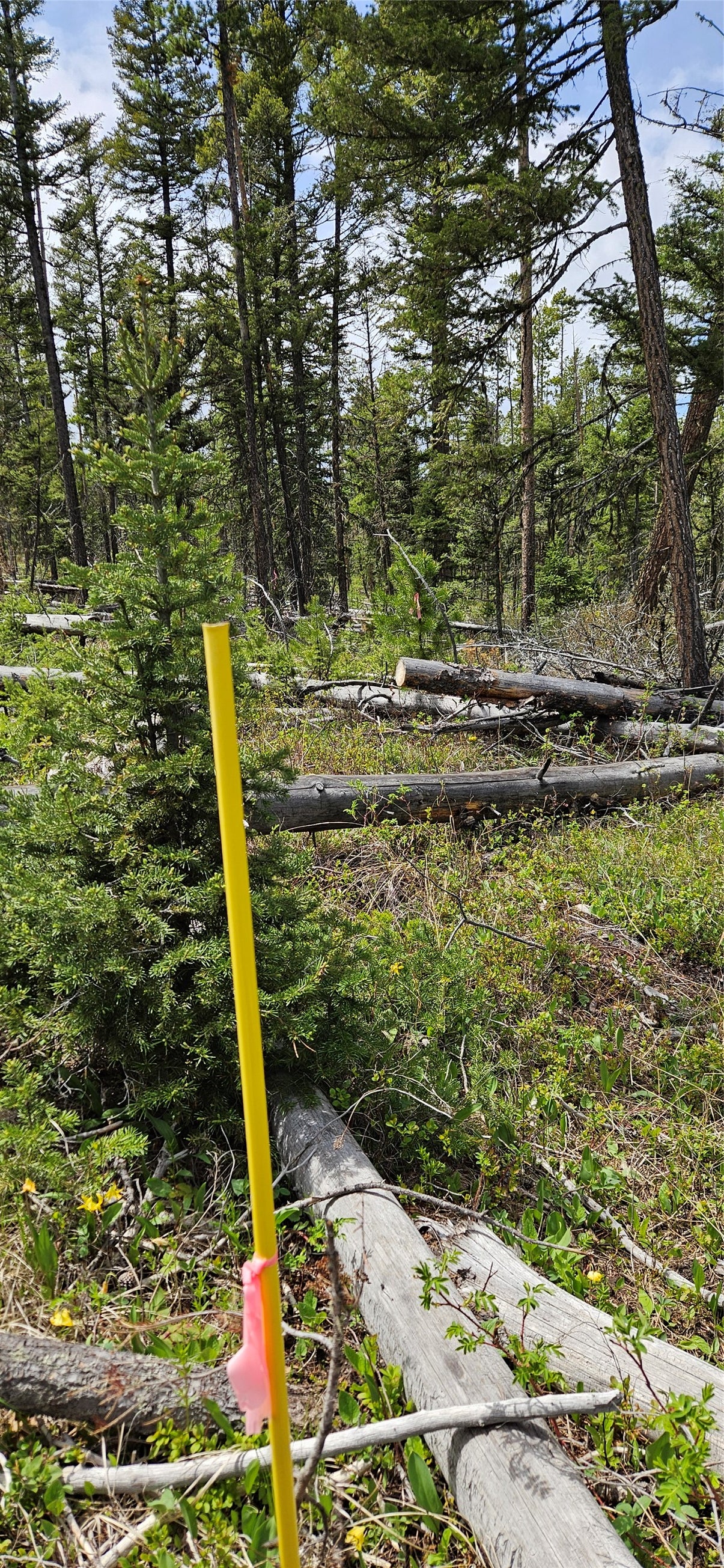 0 Bear Gulch Road Lincoln, MT 59639 - Photo 11 of 12 Gallery Image 11