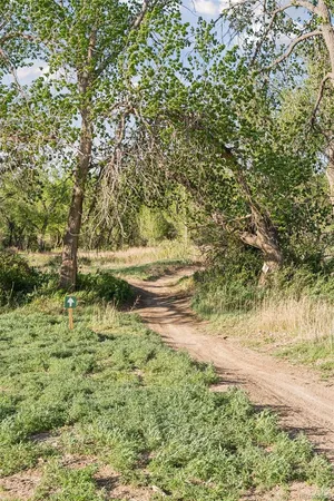 a view of a garden with large trees