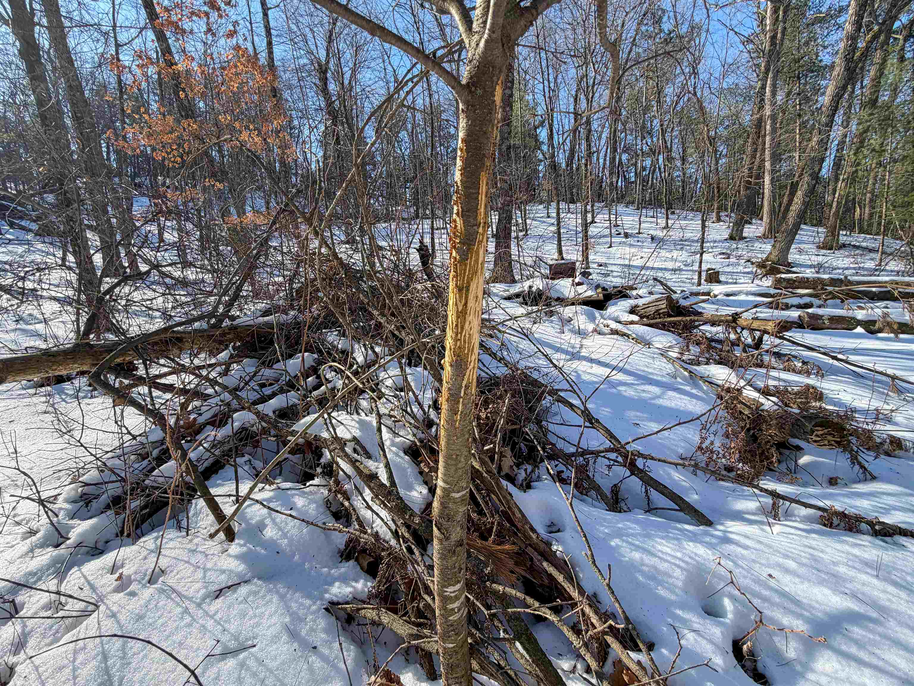 N4094 Whitney Road Warrens, WI 54666 - Photo 48 of 86