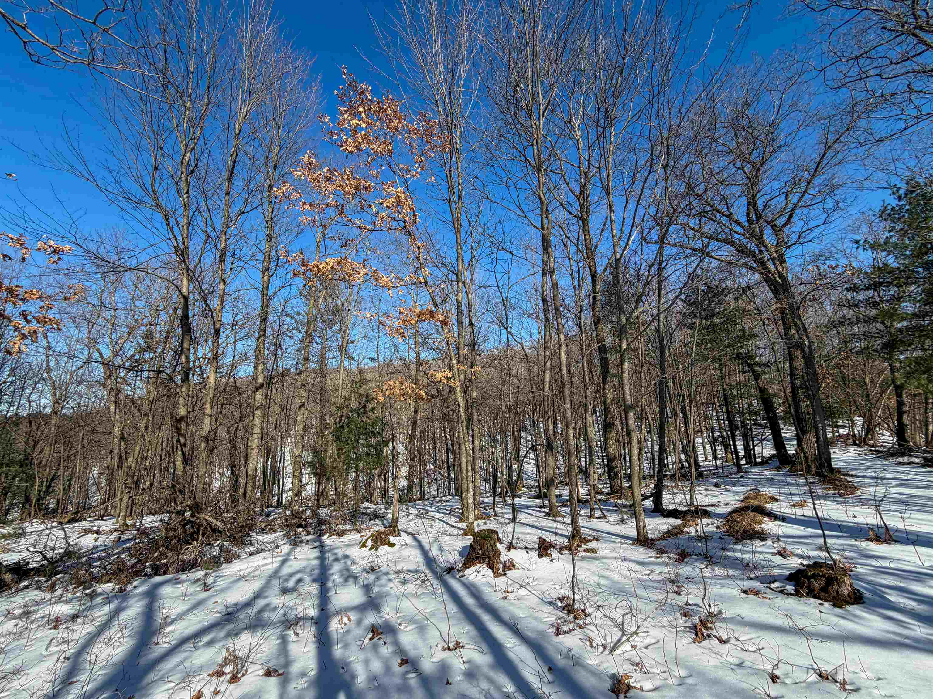 N4094 Whitney Road Warrens, WI 54666 - Photo 69 of 86