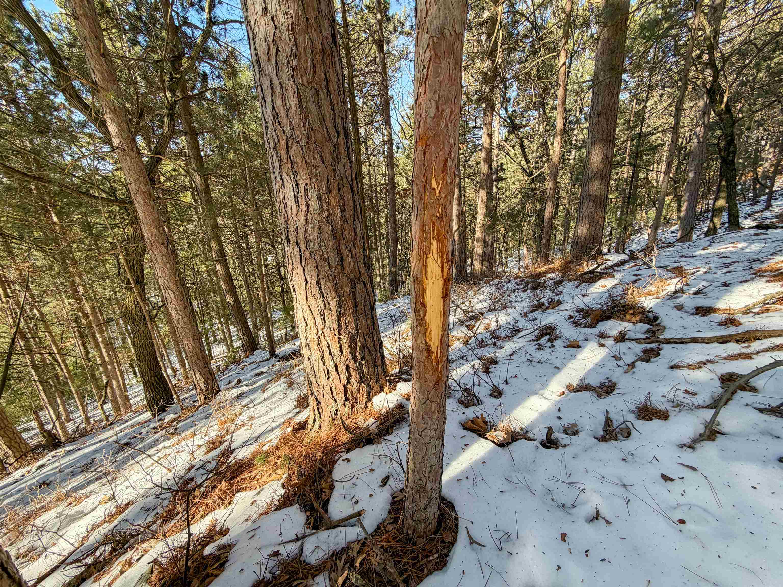 N4094 Whitney Road Warrens, WI 54666 - Photo 76 of 86