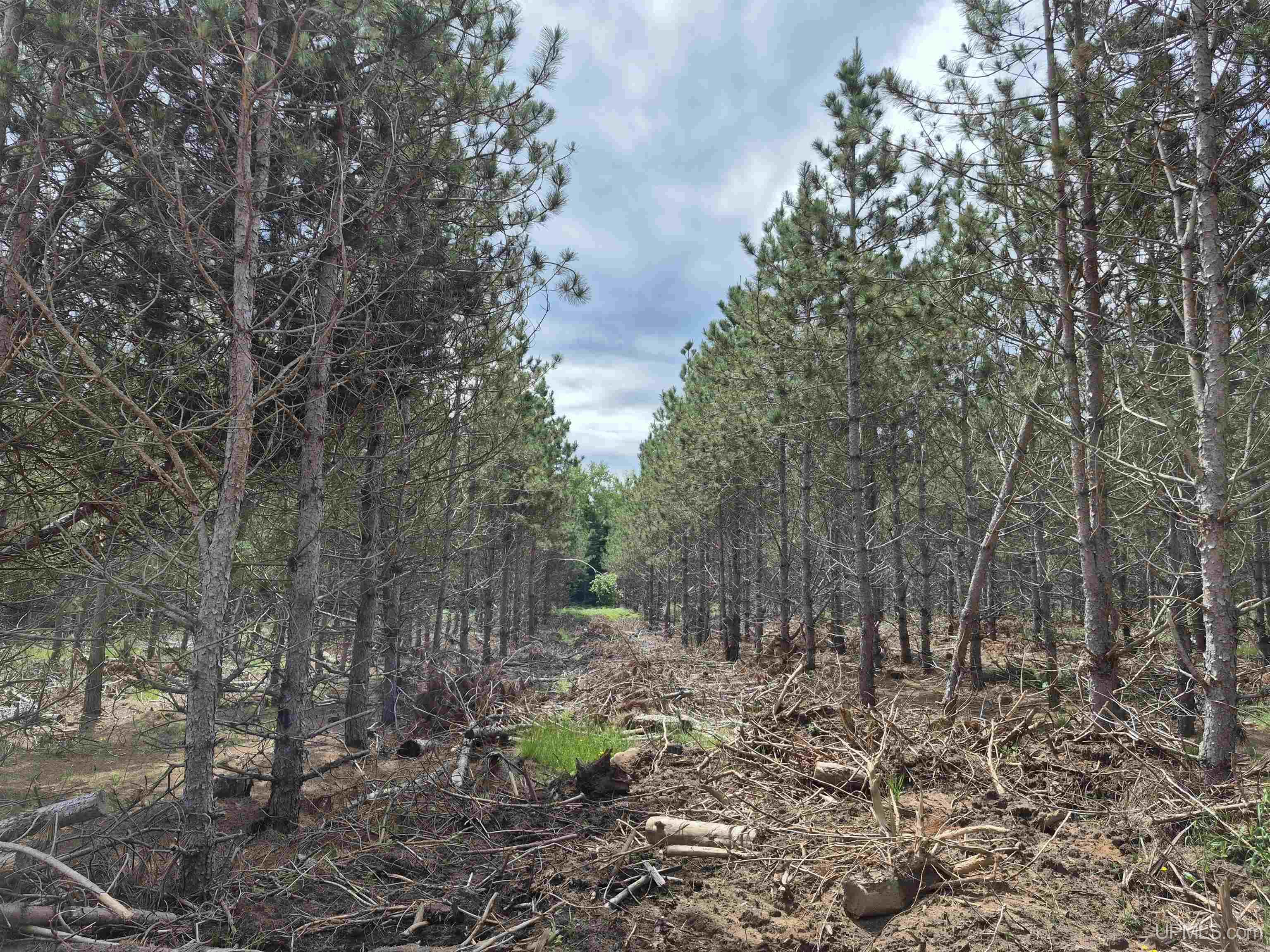 80-acres Off Little Harbor Road Manistique, MI 49854 - Photo 5 of 14 Gallery Image 5