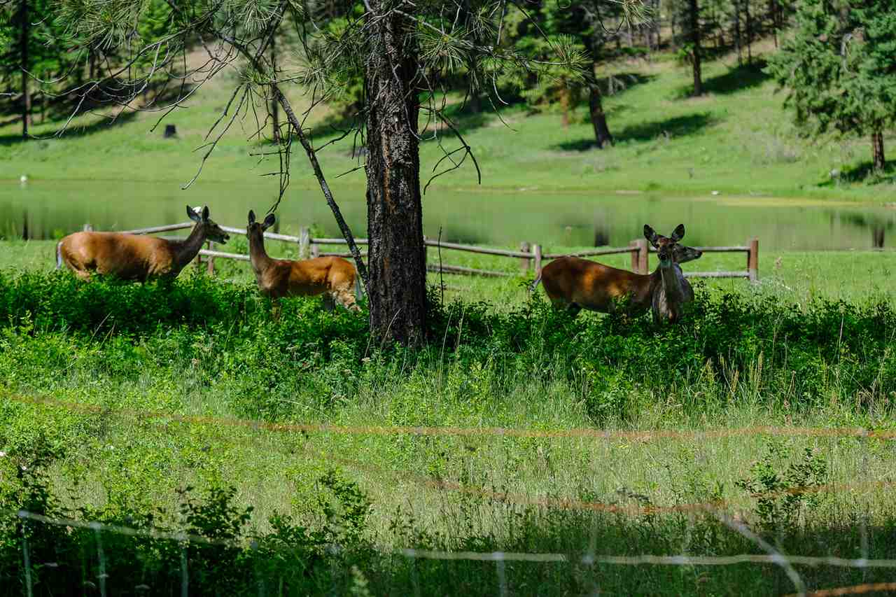 789 Mahoney Road Colville, WA 99114 - Photo 1 of 20