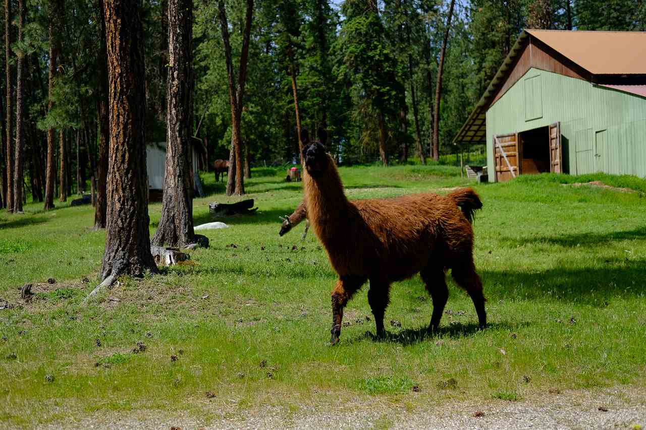 789 Mahoney Road Colville, WA 99114 - Photo 19 of 20