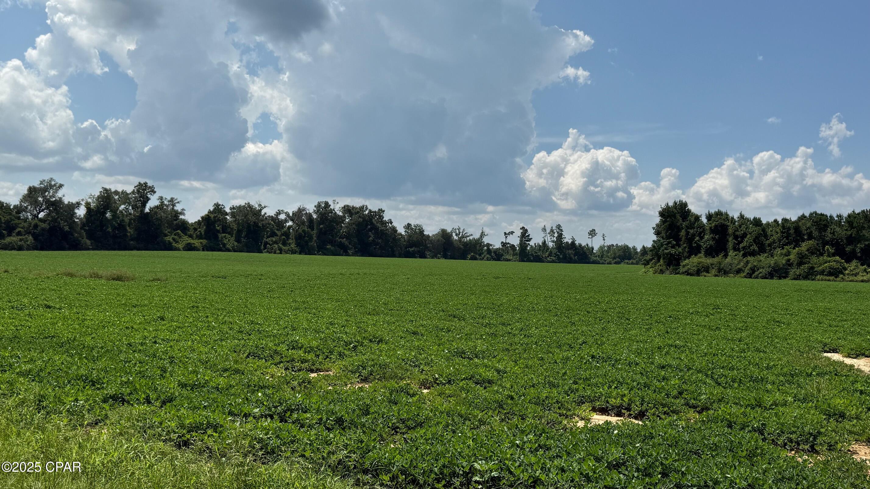 0 Pandora Road Marianna, FL 32448 - Photo 5 of 7 Gallery Image 5