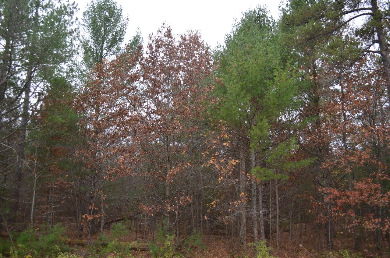 7 Ralph Lane Tomahawk, WI 54487 - Photo 1 of 6 Gallery Image 1