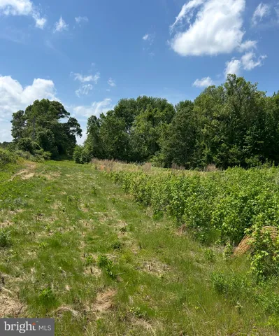 a view of a field of grass and trees