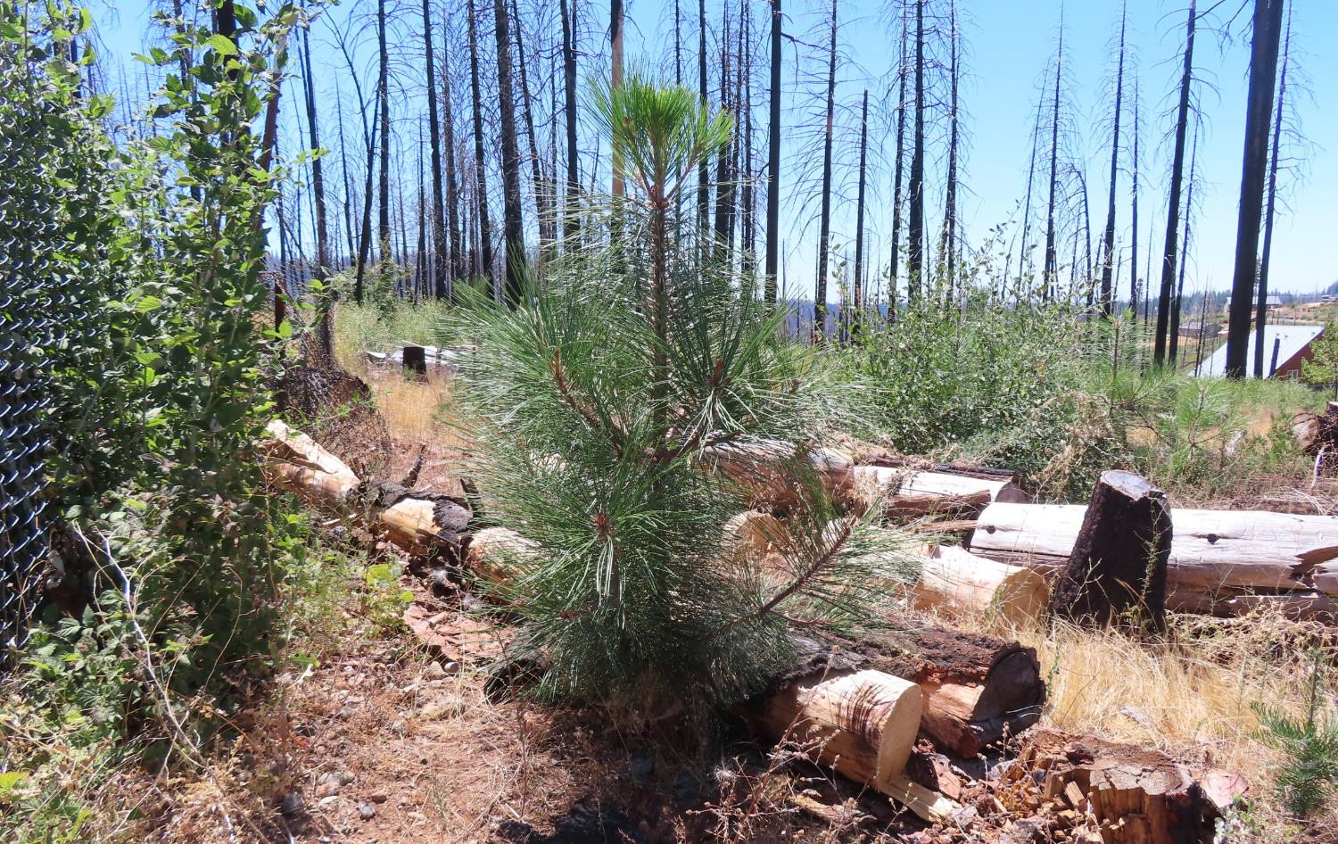 a view of a backyard with plants and outdoor seating