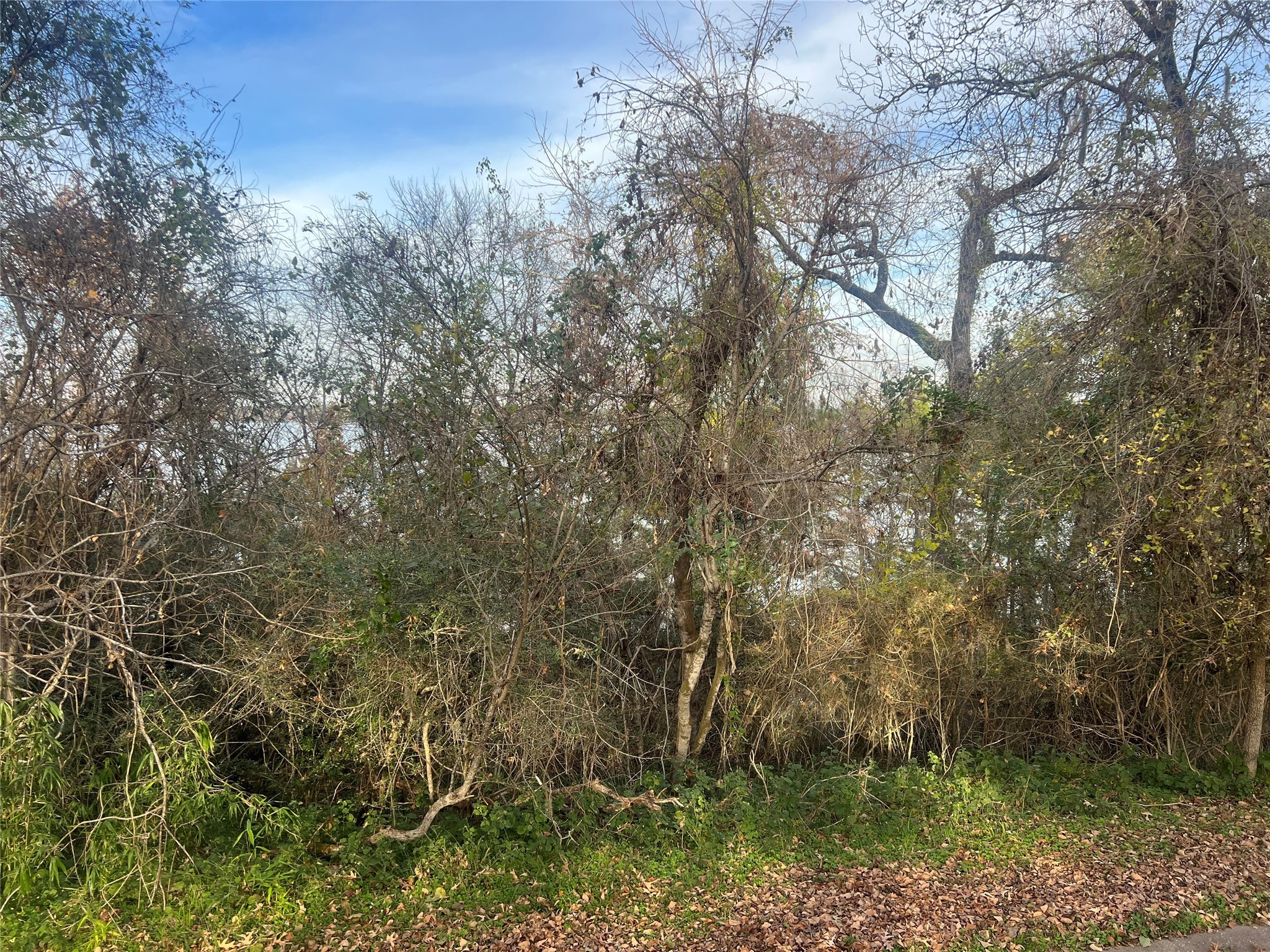 Tbd Bay Hill Road Point Blank, TX 77364 - Photo 5 of 21 a view of a covered with large trees