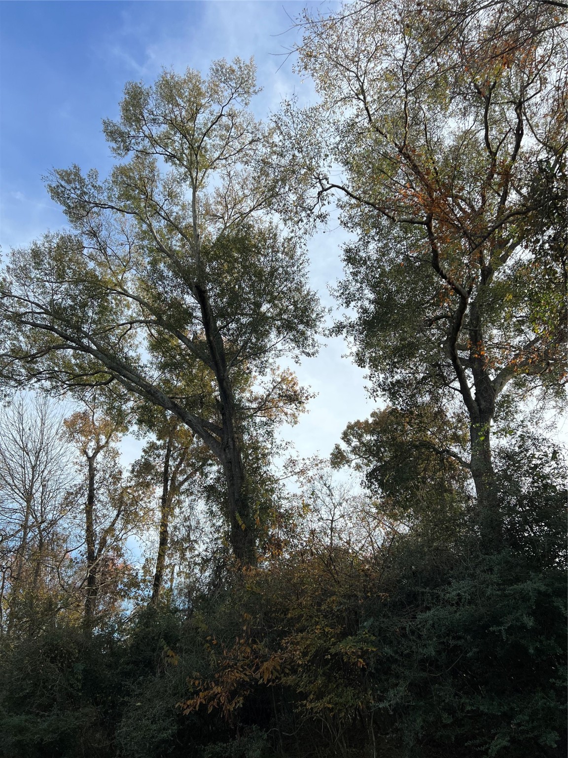 Tbd Bay Hill Road Point Blank, TX 77364 - Photo 6 of 21