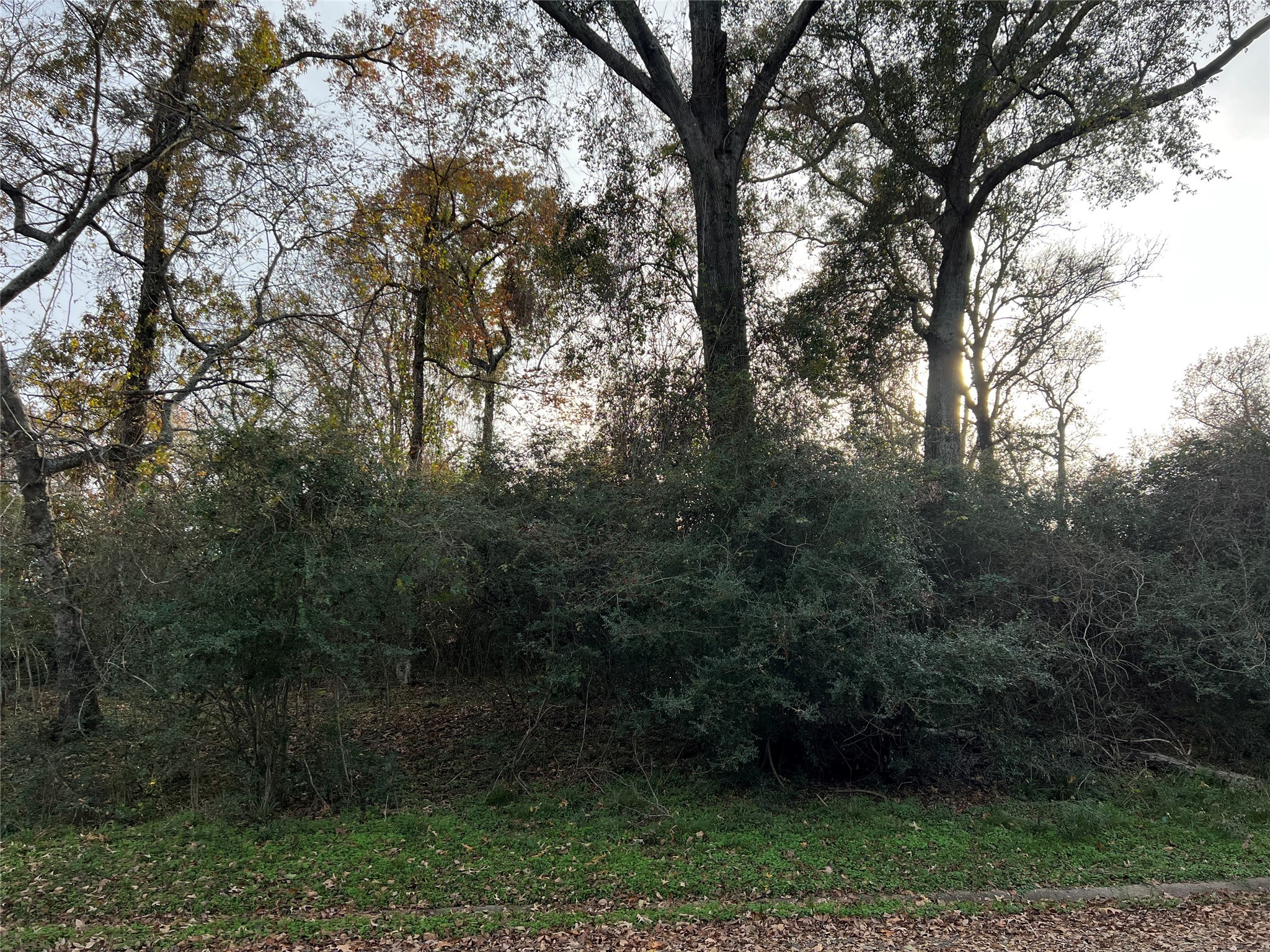 Tbd Bay Hill Road Point Blank, TX 77364 - Photo 7 of 21 a view of a yard with large trees