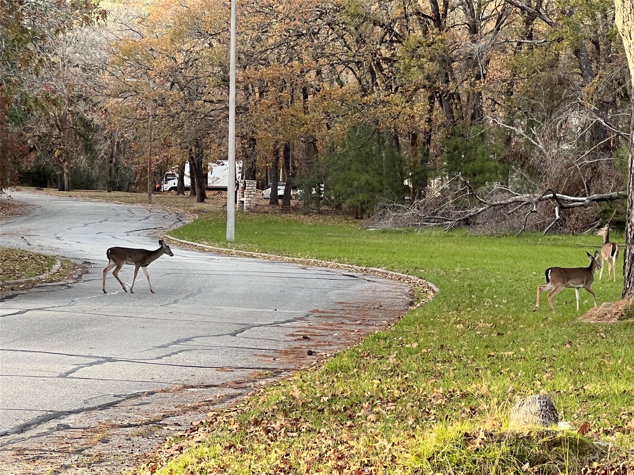 Tbd Bay Hill Road Point Blank, TX 77364 - Photo 9 of 21 a view of a park with large trees
