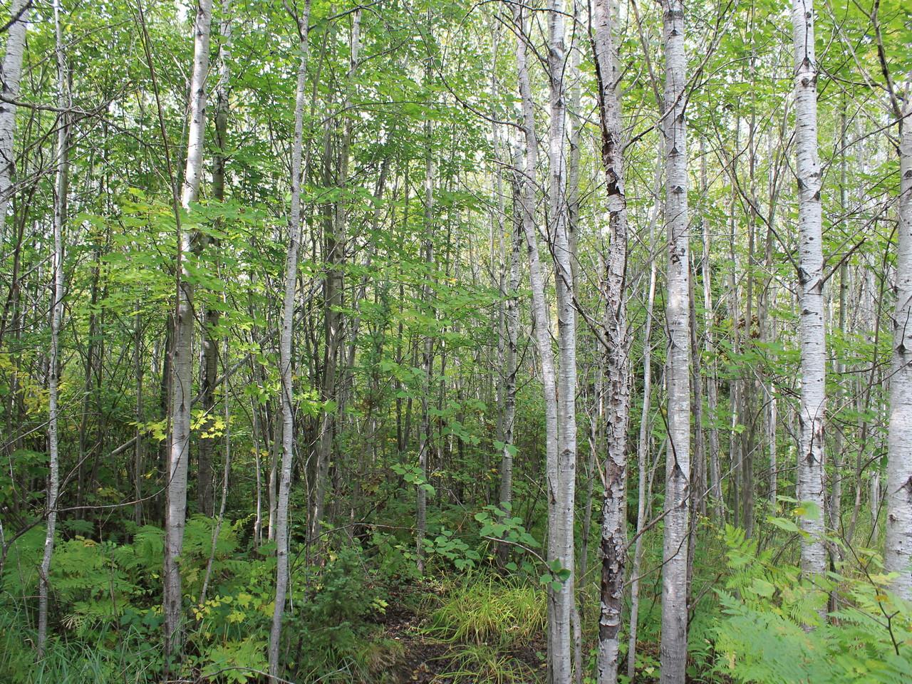 51 Mercer Wi 54547, Unit LOT 19 Mercer, WI 54547 - Photo 9 of 16 Gallery Image 9