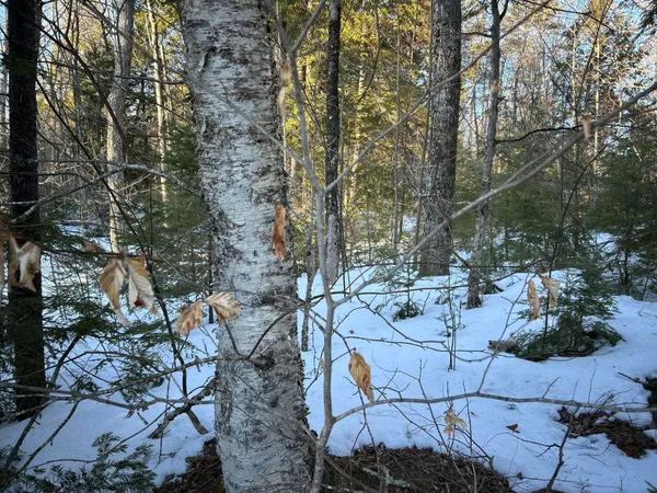 $375,000 | L31 Nelson Ridge Road North, Washington, ME 04574