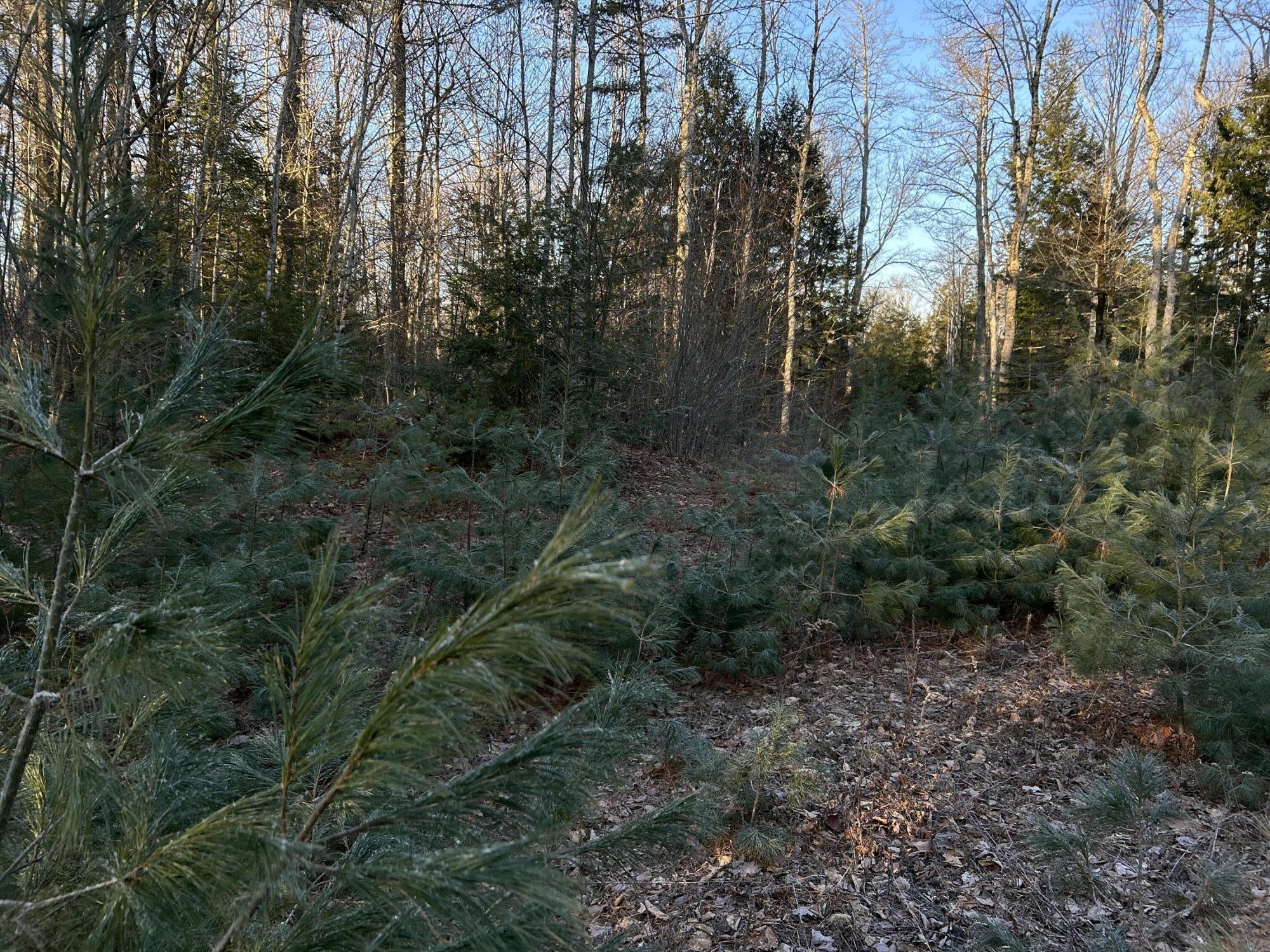 L31 Nelson Ridge Road North Washington, ME 04574 - Photo 3 of 52 6 (3)