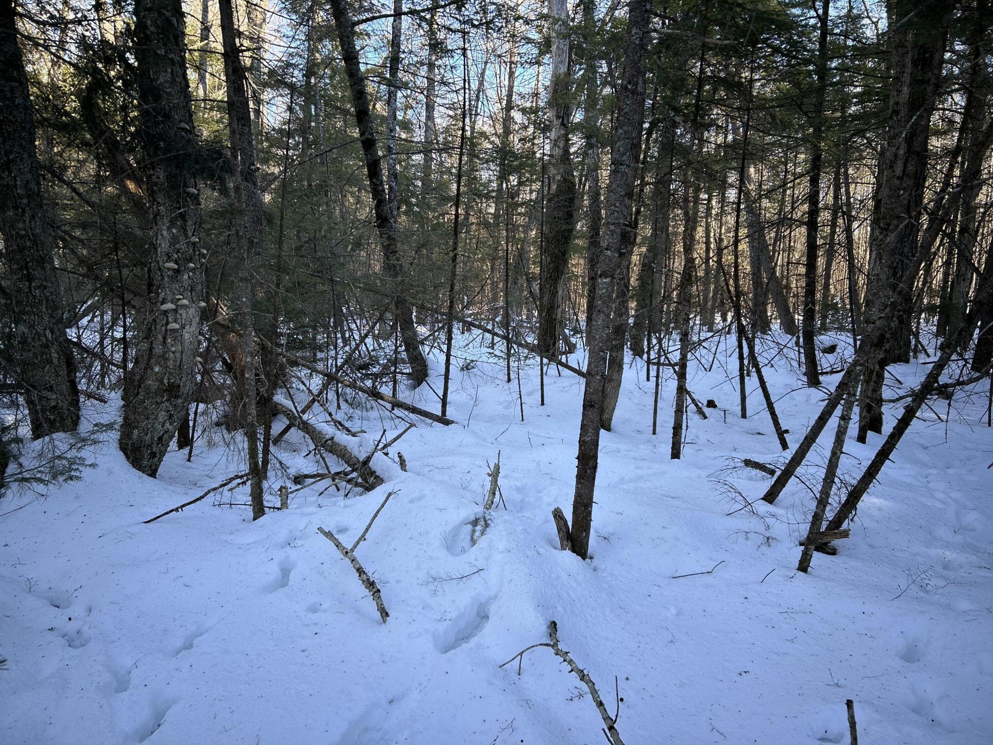 L31 Nelson Ridge Road North Washington, ME 04574 - Photo 39 of 52 55