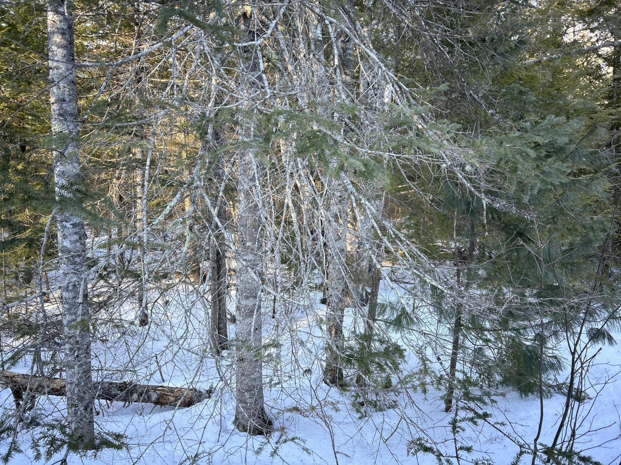 L31 Nelson Ridge Road North Washington, ME 04574 - Photo 10 of 52 IMG_6838