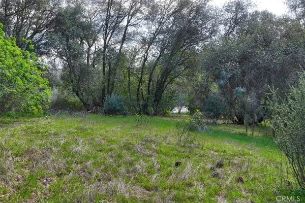 a view of a trees in a yard