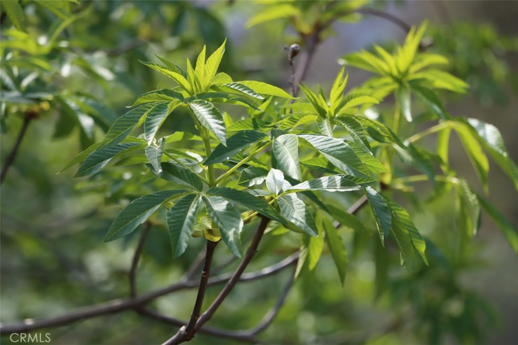 -6.23 Ac Knickerbocker Road Ahwahnee, CA 93601 - Photo 16 of 31 a backyard of a tree
