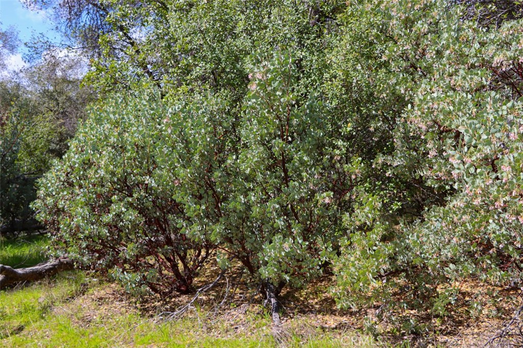 -6.23 Ac Knickerbocker Road Ahwahnee, CA 93601 - Photo 20 of 31 a view of a lake with a tree