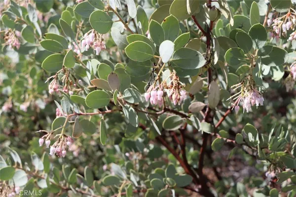 a view of a tree with plants