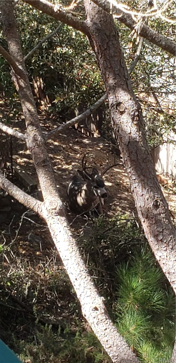 2755 Taft Place Cambria, CA 93428 - Photo 30 of 32