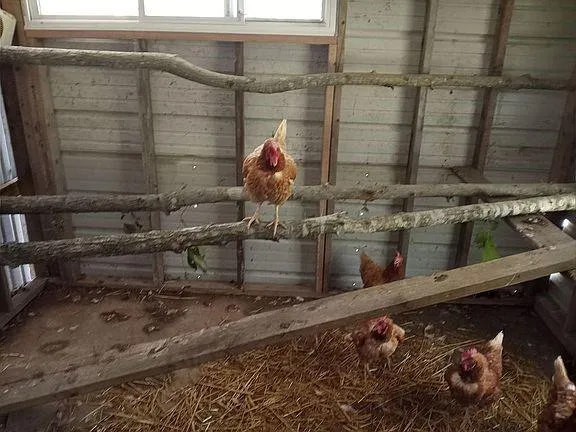 $349,900 | 4420 Southeast 1150th Road, Collins, MO 64738